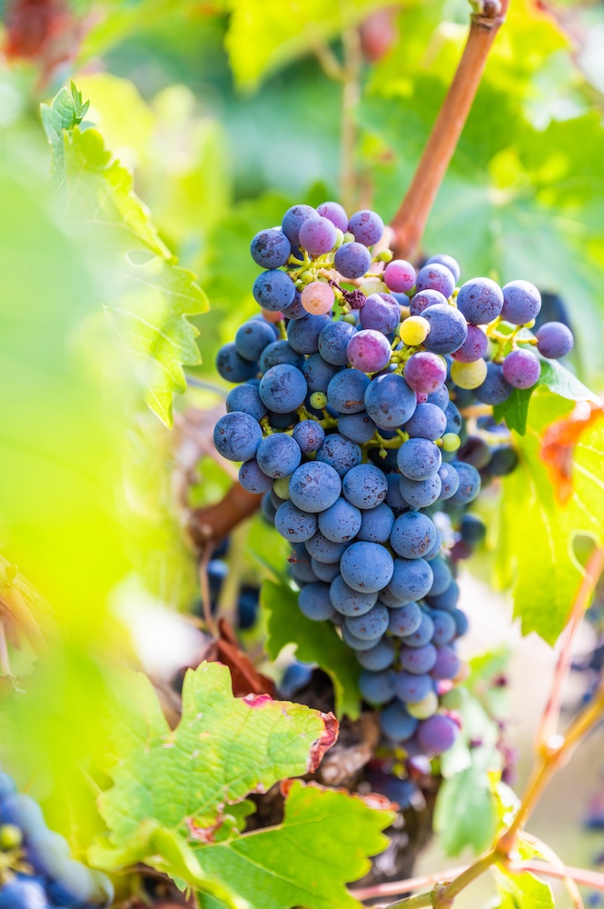 Napa Valley grapes hanging on vines